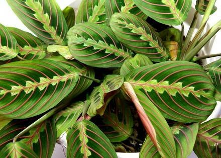 Maranta1
