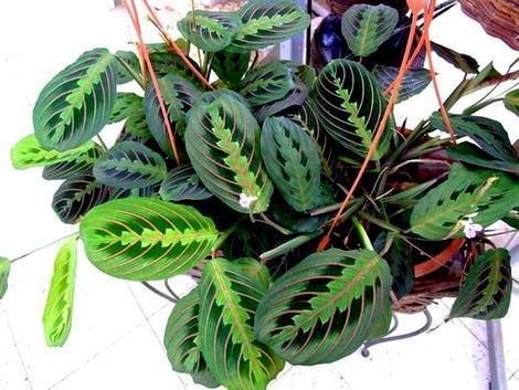 Maranta10