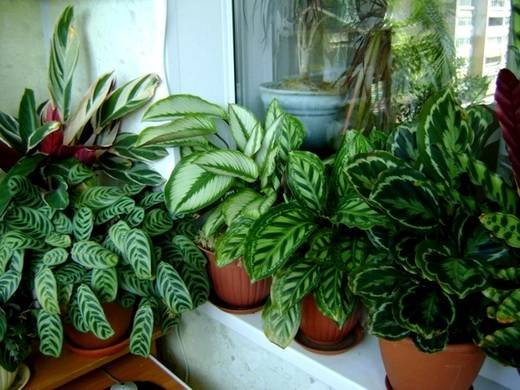 Maranta11