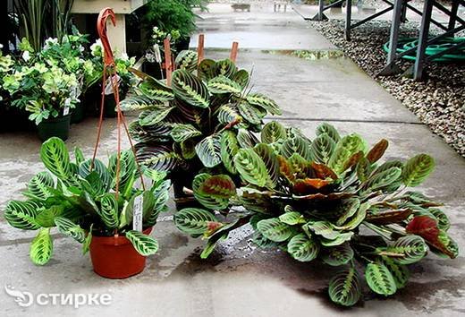 Maranta12