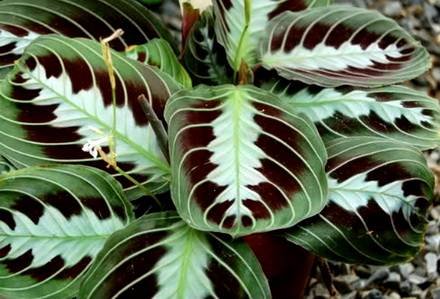 Maranta2