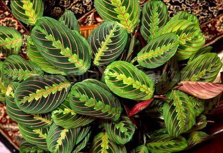 Maranta3