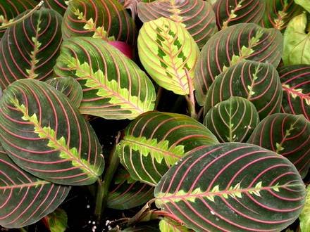 Maranta4