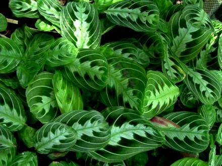 Maranta5