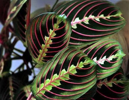 Maranta6