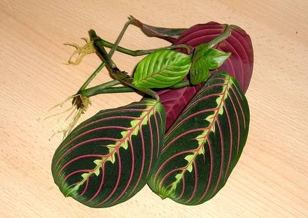 Maranta7