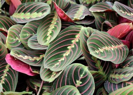 Maranta8