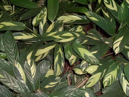 MarantaArundinacea