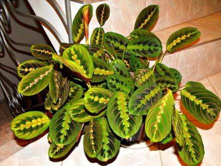 MarantaTricolor