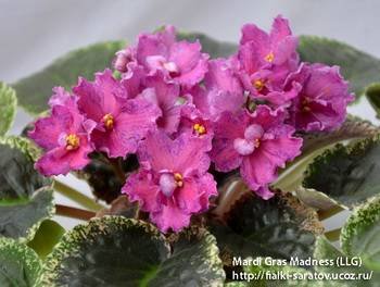 MardiGrasMadness3