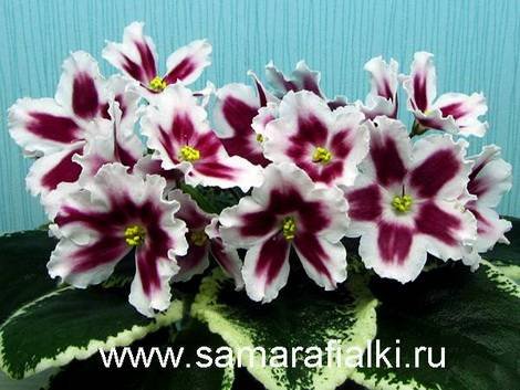 МаргаритаЛЕ1