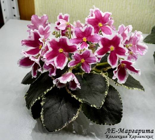 МаргаритаЛЕ6