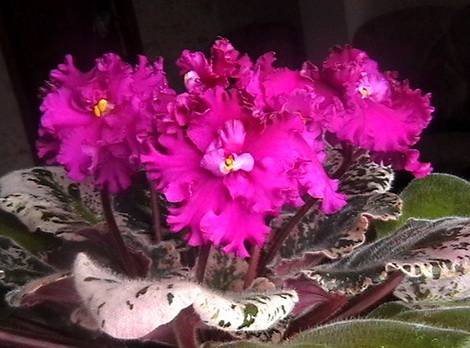 Margery'sMelody1