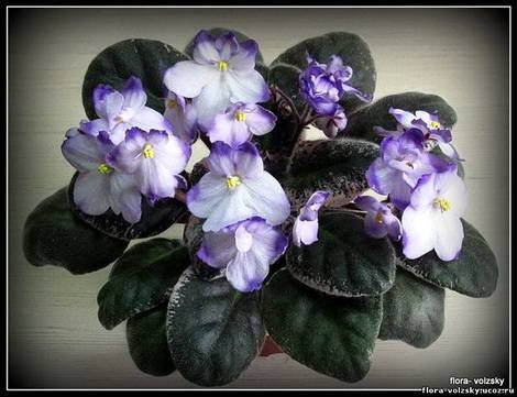 Marie-Sylvia1