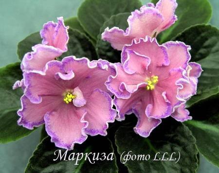 Маркиза4