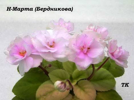 Марта1