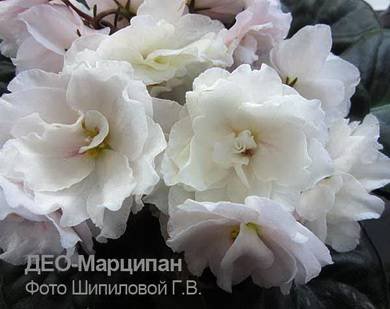 Марципан5