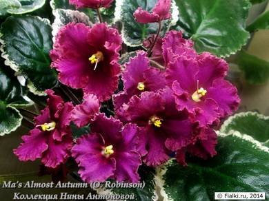 Ma'sAlmostAutumn2