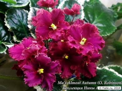 Ma'sAlmostAutumn3