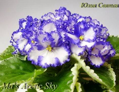 Ma'sArcticSky1