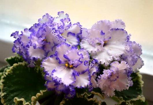 Ma'sArcticSky5