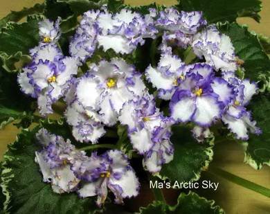 Ma'sArcticSky8