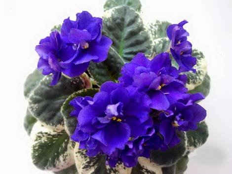 Ma'sBlueTurtle1