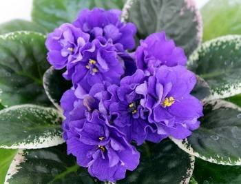 Ma'sBlueTurtle2