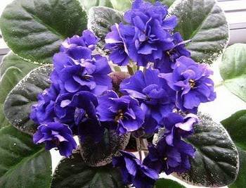 Ma'sBlueTurtle3