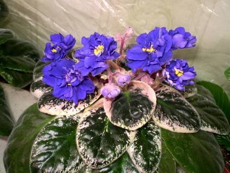 Ma'sBlueTurtle4