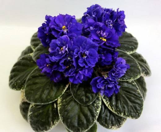 Ma'sBlueTurtle5
