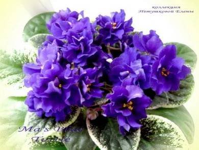Ma'sBlueTurtle7