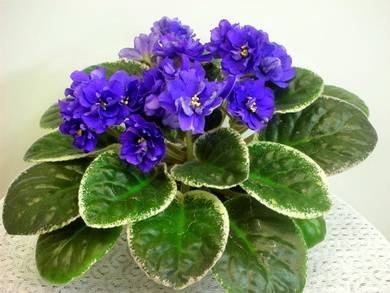 Ma'sBlueTurtle8