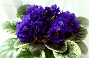 Ma'sBlueTurtle9