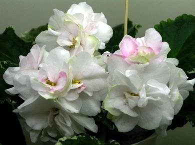 Ma'sBridalBouquet8