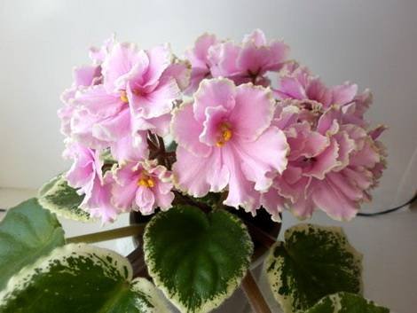 Ma'sEasterParade1