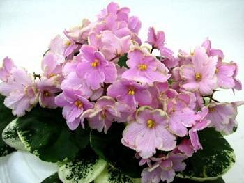 Ma'sEasterParade2
