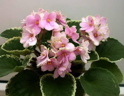 Ma'sEasterParade5