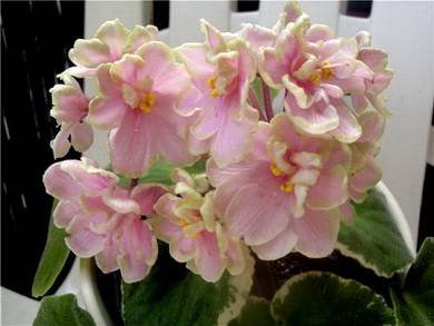 Ma'sEasterParade8
