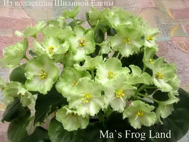 Ma'sFrogLand8