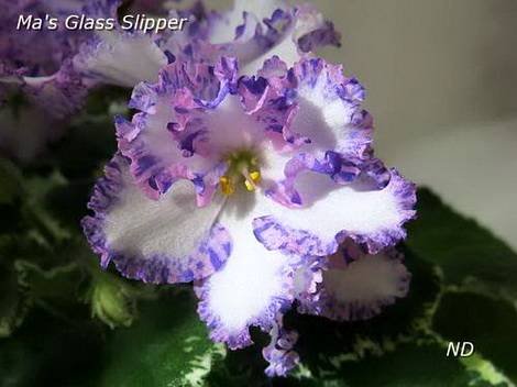 Ma'sGlassSlipper1
