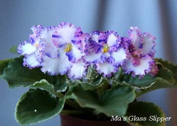 Ma'sGlassSlipper2