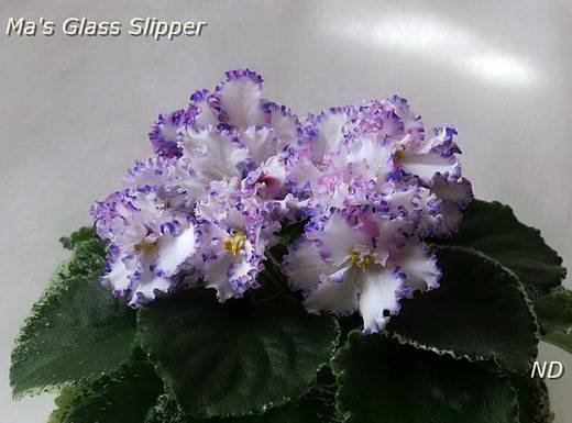 Ma'sGlassSlipper5