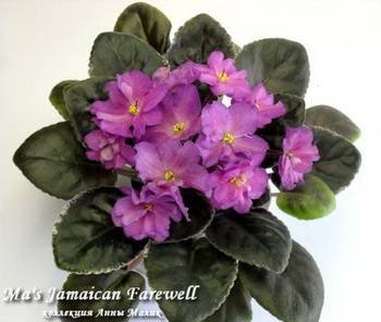 Ma'sJamaicanFarewell3