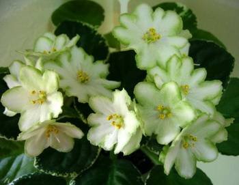 Ma'sLilyPad2