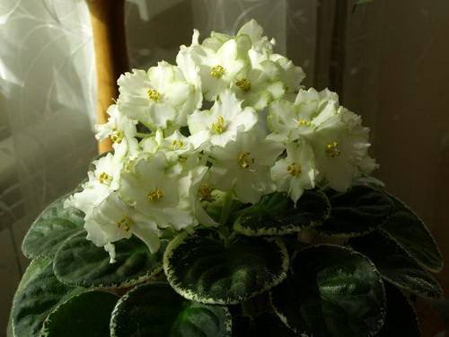 Ma'sLilyPad5