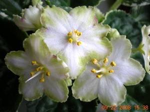 Ma'sLilyPad9