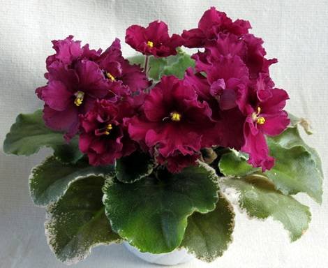 Ma'sRedRover1