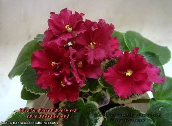 Ma'sRedRover2