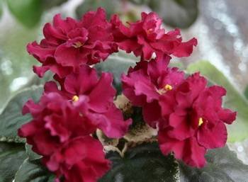 Ma'sRedRover3